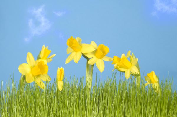 daffodils