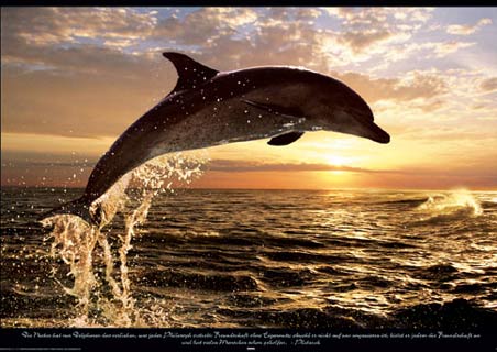 lghr12355+dolphin sunset steve bloom poster