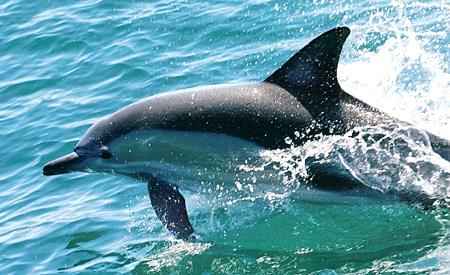 dolphin jumping