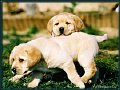 puppies1