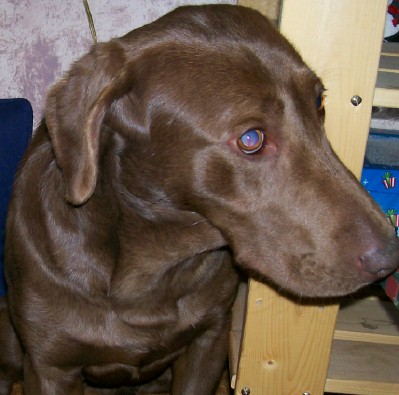 Hickory is my new AKC chocolate Lab female. I am hoping to have chocolate pups out of her and Chip. Her' color's great, and she has 5 generations of chocolate genes behind her.
She's been badly abused in a previous home, so it going to take a lot of TLC to regain her trust of people. She gets along very well with my other dogs, but wants as little to do with people as possible right now.