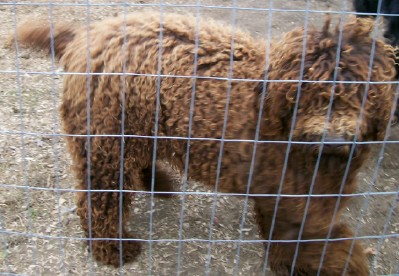 Chip is an APRI reg Standard Poodle stud. He's very mellow and loving, with a silly bouncy personality. He looks much like an animated teddy bear with his hair grown out.
I am hoping he will sire many beautiful chocolate pups for me in the future.