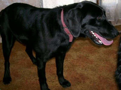 Bella, AKC Labrador Retriever