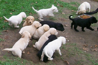 These are 6 week old pups from Sept 07, out of Moses and Canada.