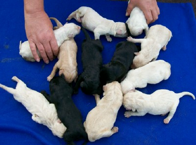 At 24 hrs old these pups are already round and wiggly.