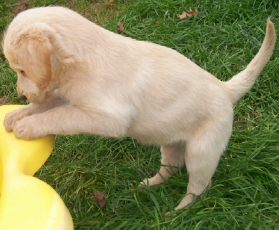 At 6 weeks I introduce the pups to a small wading pool. This little guy seems to be saying his prayers before he jumps in. Both Labs and Poodles are water dogs, so these pups usually LOVE to play in the pool once they've gotten a taste of it.