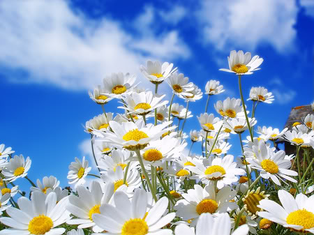 daisies[1]